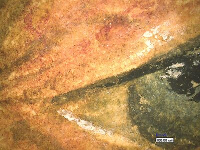 photomicrograph
