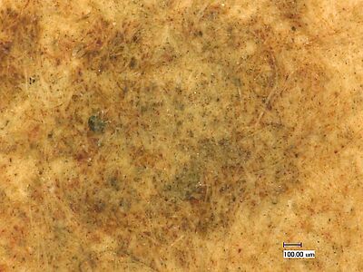 photomicrograph