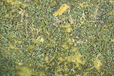 photomicrograph