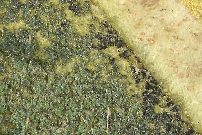 photomicrograph