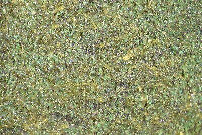 photomicrograph