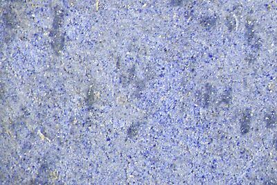 photomicrograph