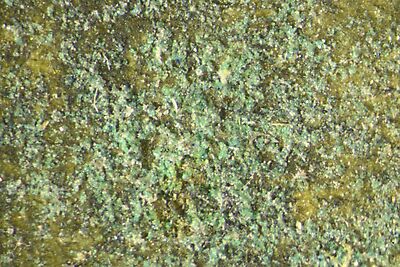 photomicrograph