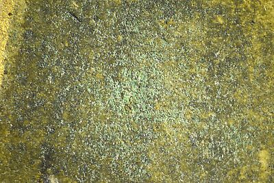 photomicrograph