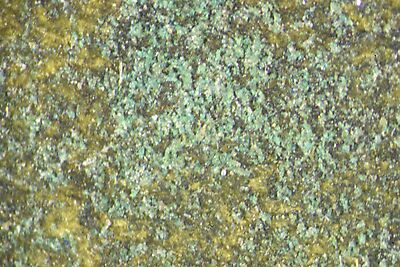 photomicrograph