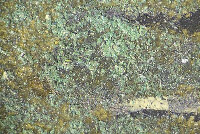 photomicrograph