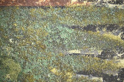 photomicrograph